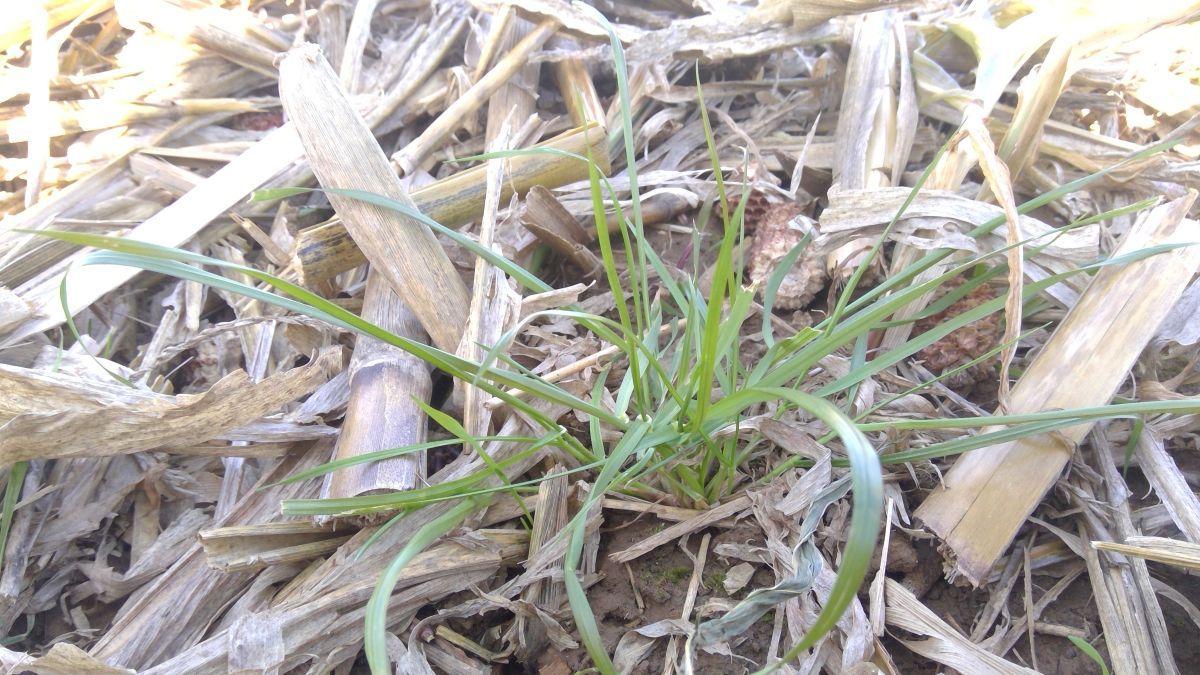 Italian ryegrass in corn stubble. Photo by Travis Legleiter, University of Kentucky.