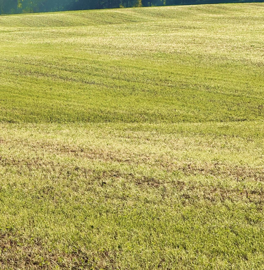 Army worm in wheat