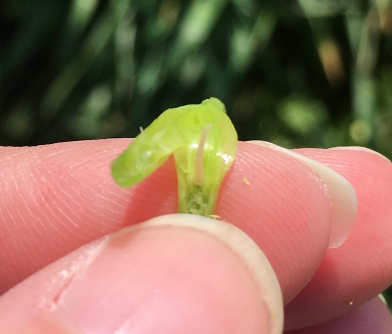 freeze damaged wheat head in April. University of Kentucky, Carrie Knott.