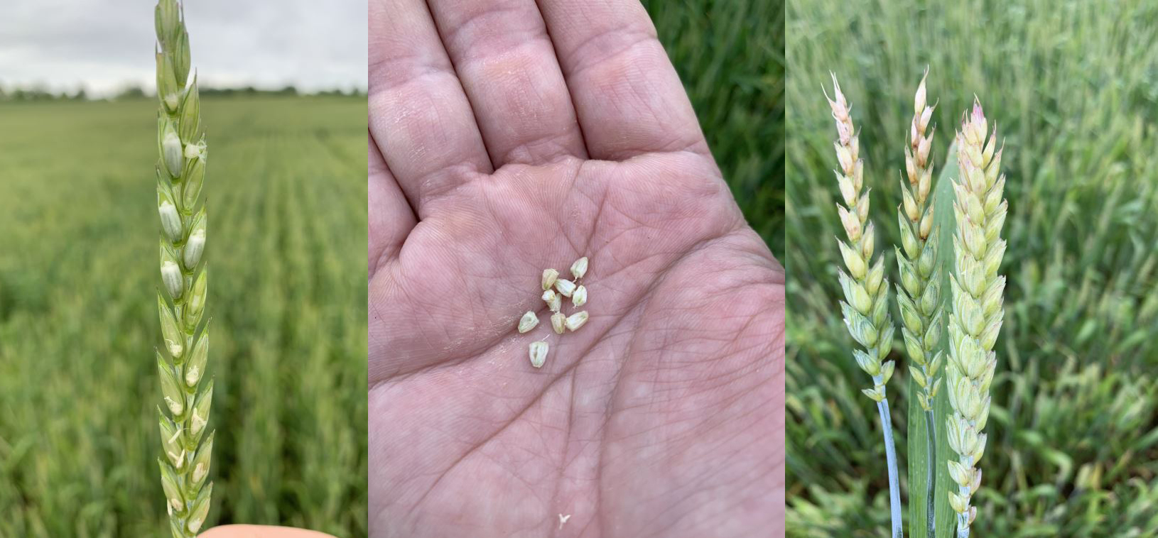 Freeze damage to wheat in May, University of Kentucky.