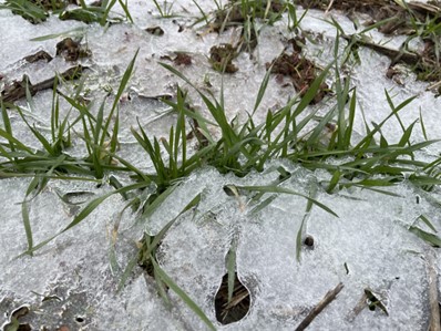 ice on top of dormant wheat. University of Kentucky