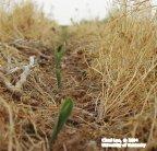 Corn emerging from ground