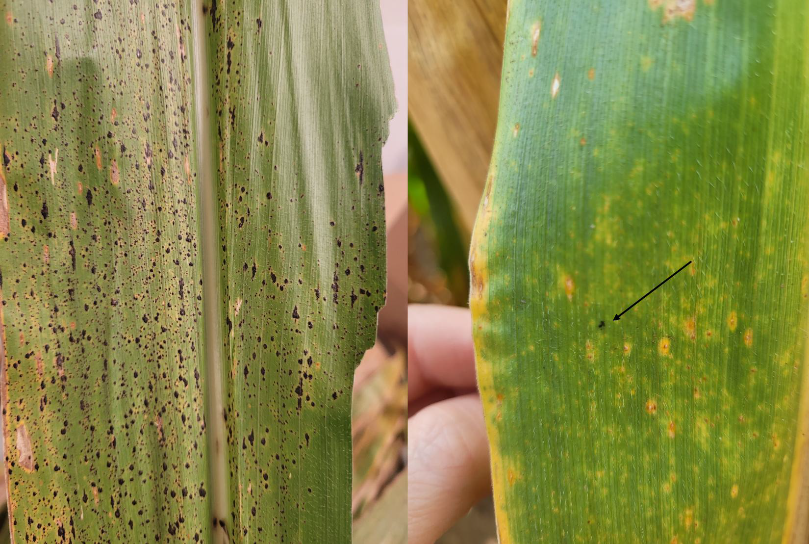 Tar spot on corn in Kentucky
