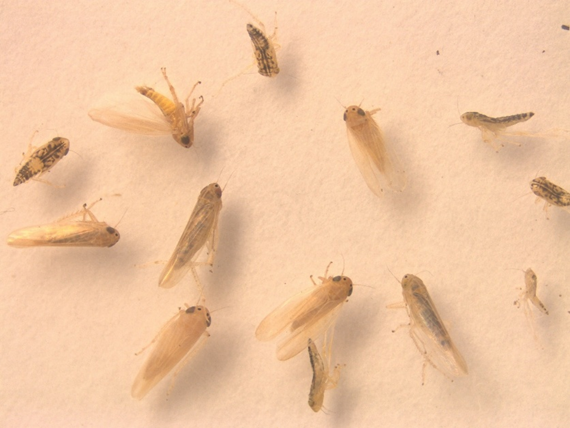 corn leafhopper adults and immatures. Photo by Felipe Batista, University of Kentucky.
