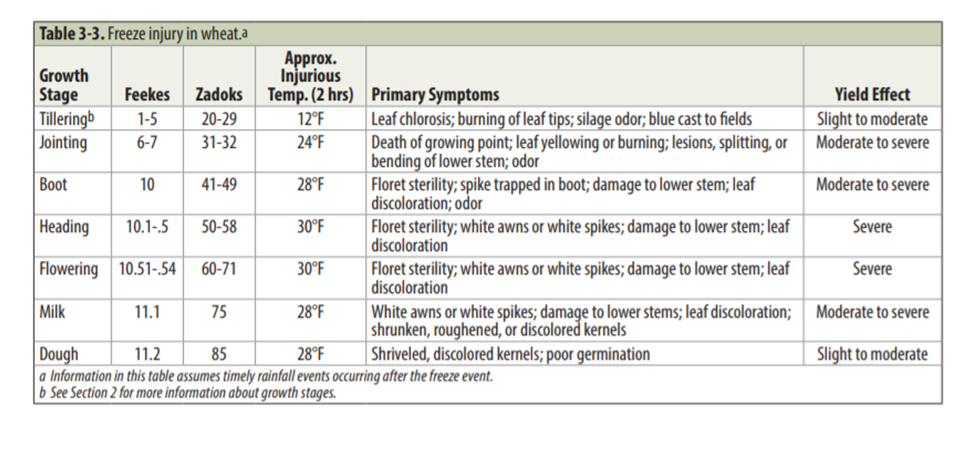 table of freeze injury to wheat at different growth stages. University of Kentucky