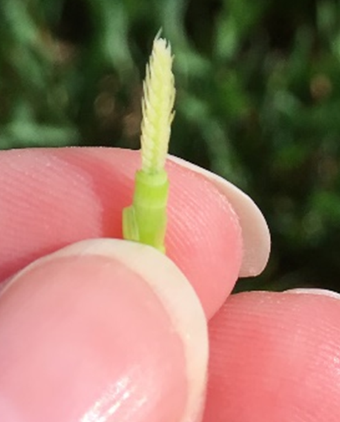 developing wheat head at Feekes 7. University of Kentucky. Carrie Knott.