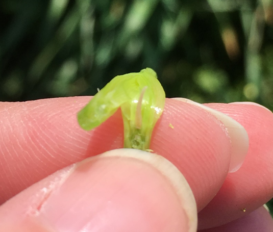 developing wheat head at Feekes 6. University of Kentucky. Carrie Knott.