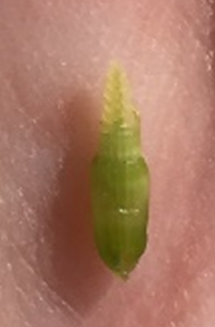 developing wheat head at Feekes 6. University of Kentucky. Carrie Knott.