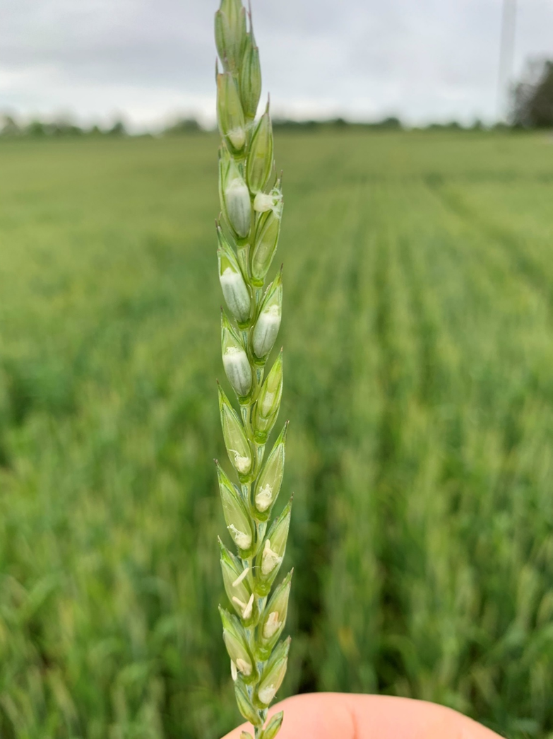 damaged wheat head