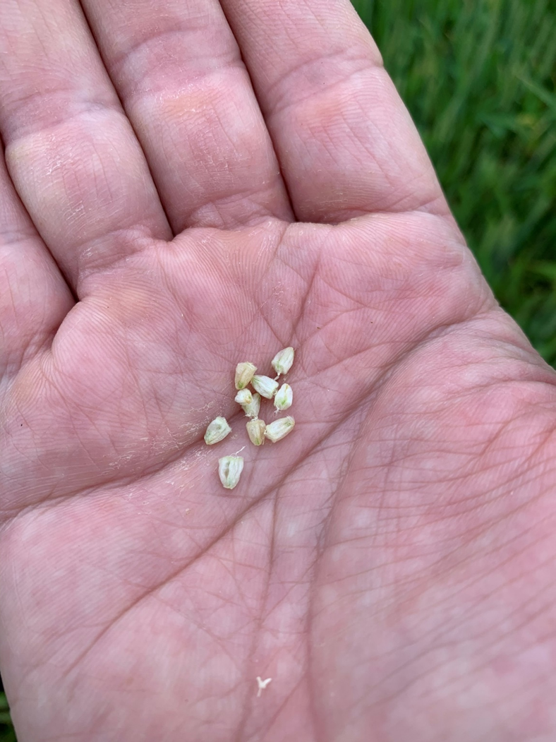 damaged wheat seeds
