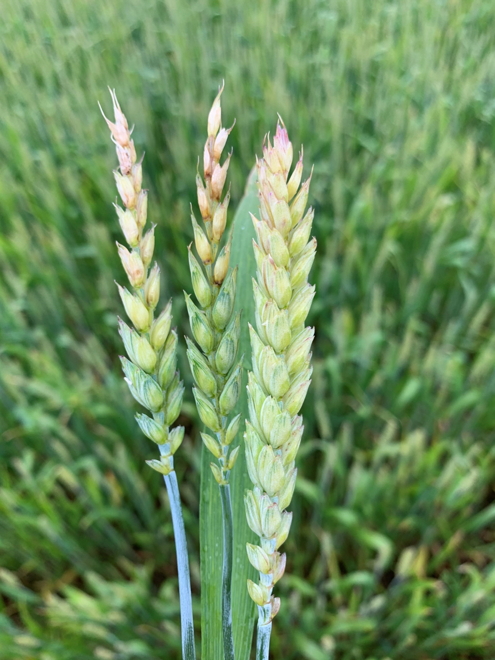 damaged wheat heads