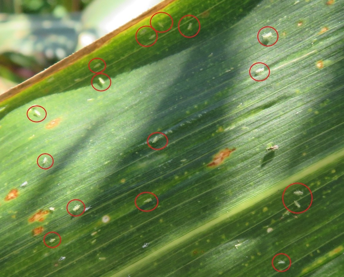sweet corn leaf heavily infested with corn leafhopper nymphs in Kentucky. Photo by Felipe Batista. 