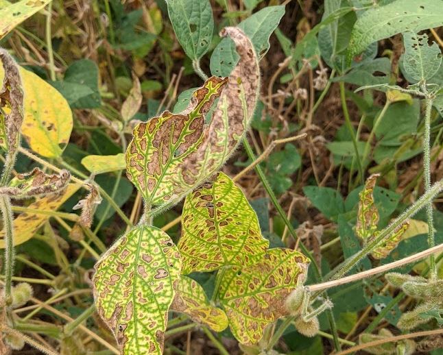 Red Crown Spot in Soybeans, University of Kentucky