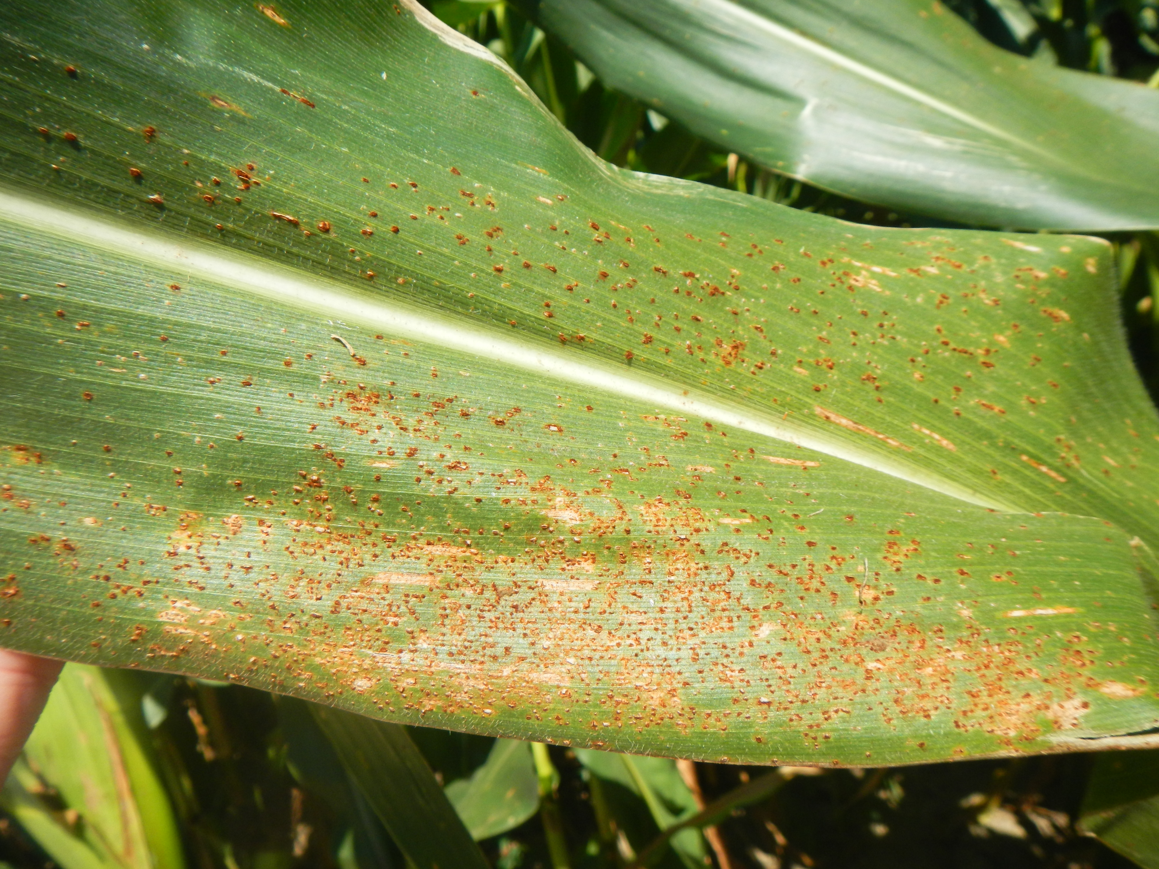 Southern rust in corn, UKREC, Princeton, KY - Kiersten Wise