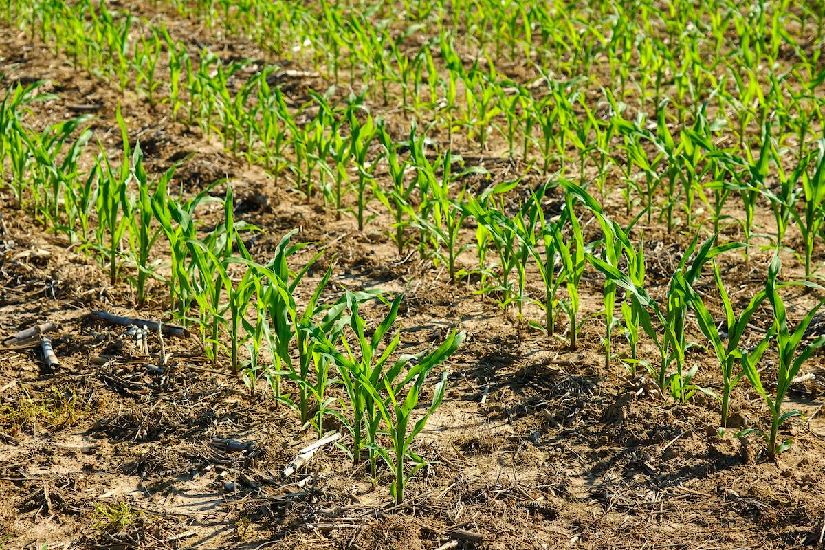 Young corn on no till soil, Matt Barton, University of Kentucky